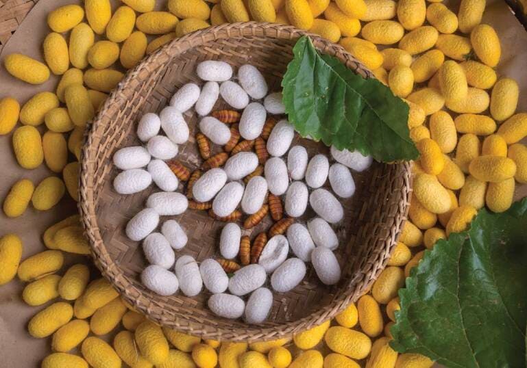 Home - Premium Silkworm Pupae Meal and Insect Oil