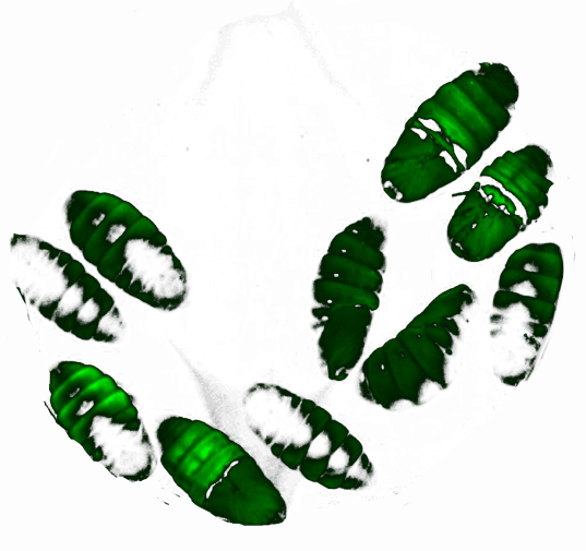 Pupae- GFP-Normal Light 1-loopworm
