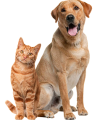 dogs and cats 1