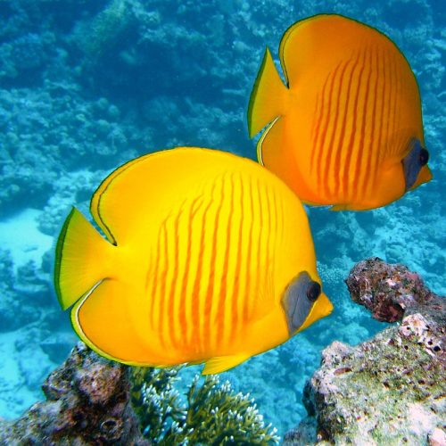 lemon-butterflyfish-380037_1280