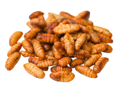 pupae edited 1